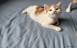 Domestic Shorthair cats for sale: 3 beautiful kittens - Image 8