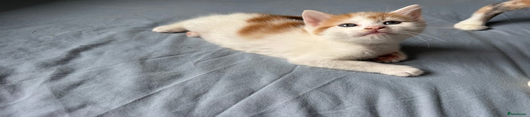 Domestic Shorthair Kitten 1