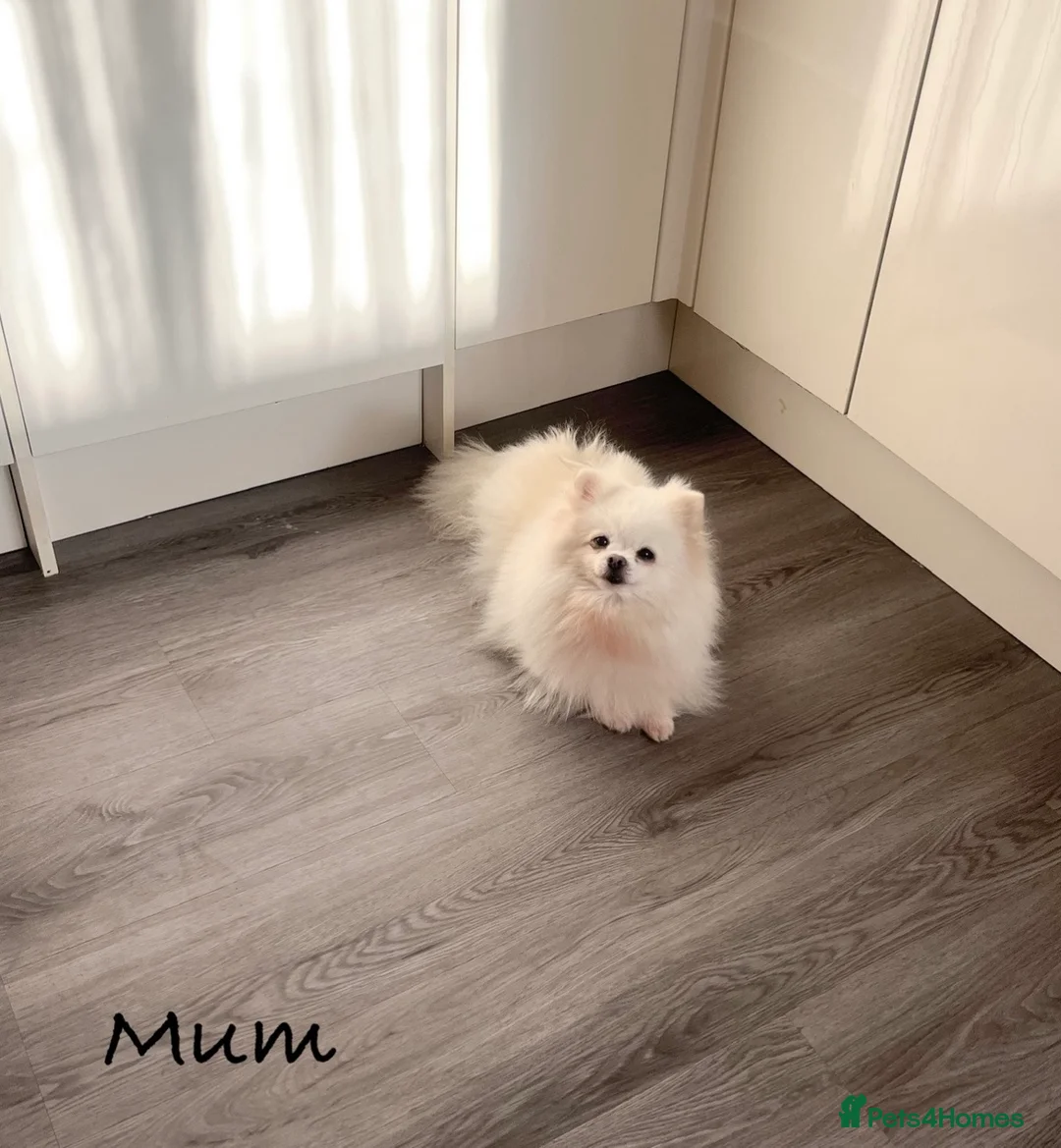 Pomeranian dogs for sale: Top Quality 🐻 Teddy Bears  - Advert 27