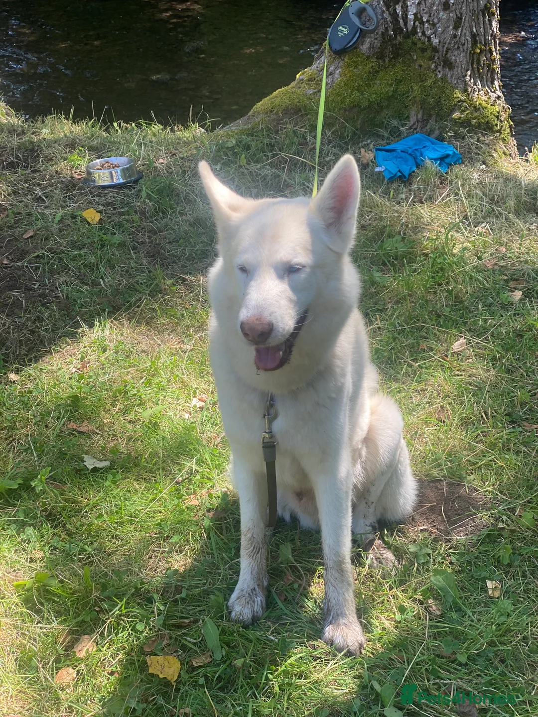 Mixed Breed dogs for sale: Husky German shepherd age 7  - Advert 3