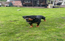 Rottweiler dogs for stud: Rottweiler Stud  in Dunstable - Image 5