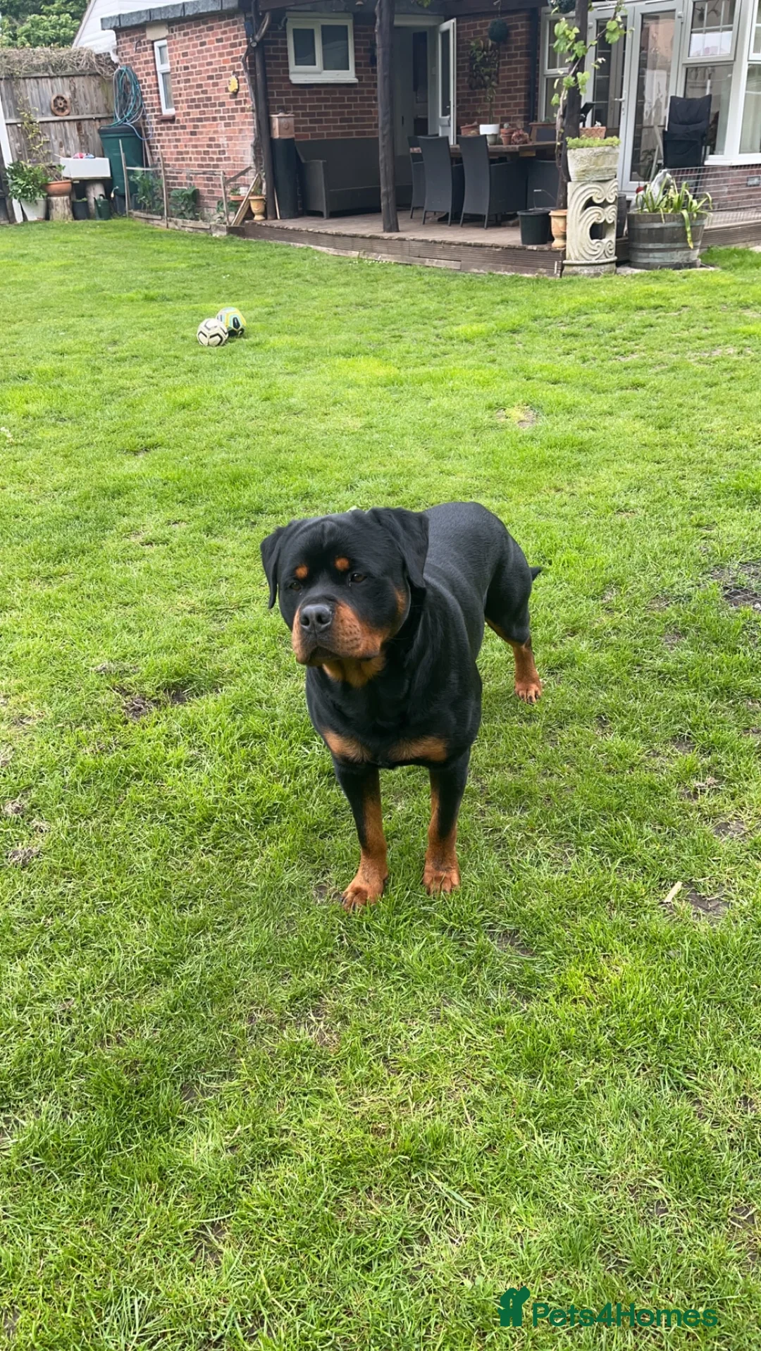 Rottweiler dogs for stud: Rottweiler Stud  in Dunstable - Advert 5
