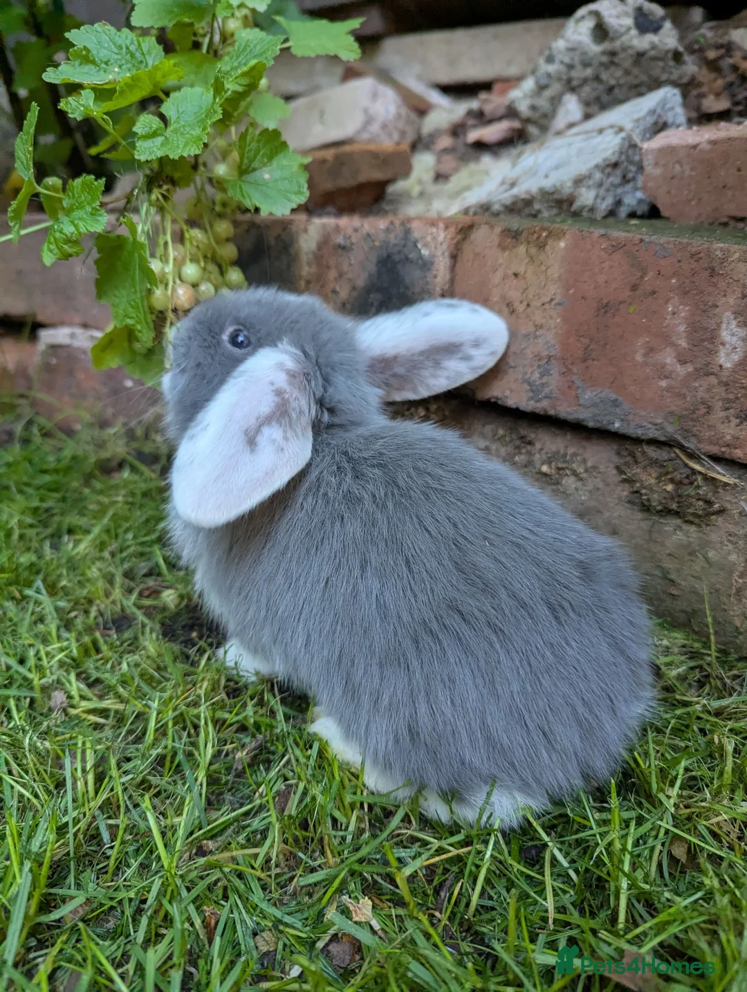 French Lop rabbits for sale: 5 lops available  - Advert 2