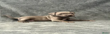 Blue - Male