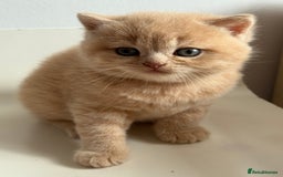 Scottish Fold cats for sale: Adorable 2 Scottish Fold and 1 Scottish straight  - Image 6