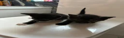 Mixed Breed cats for sale: Amazing mixed breed kittens - Advert 11