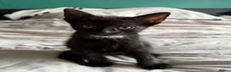 Mixed Breed cats for sale: Black and white male kittens  - Advert 4