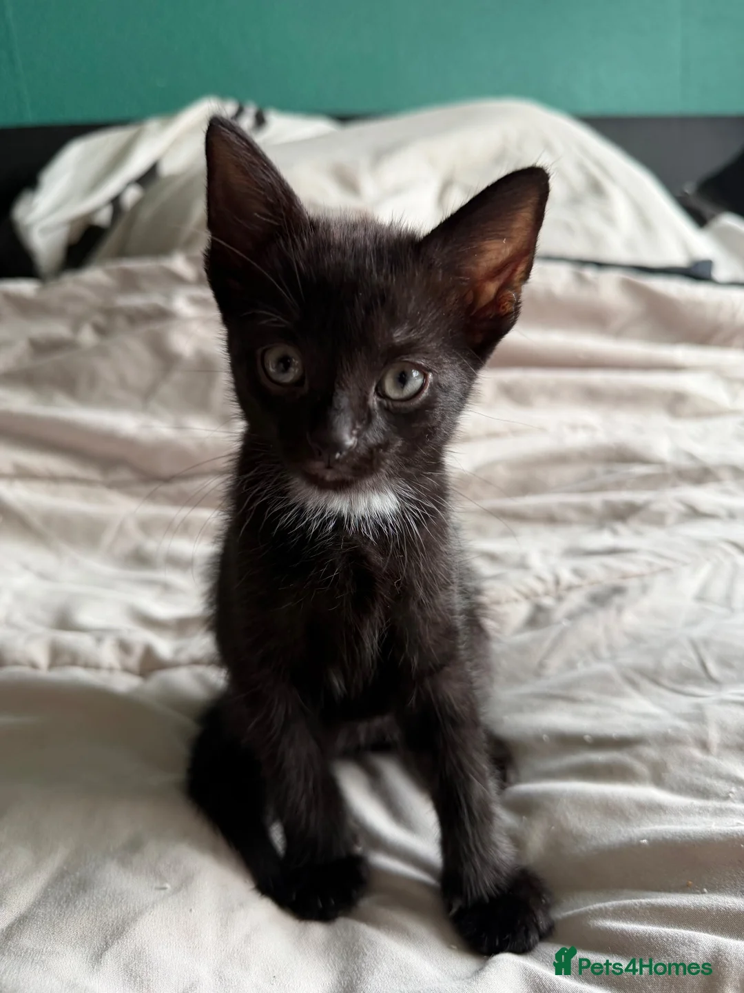 Mixed Breed cats for sale: Black and white male kittens  - Advert 4