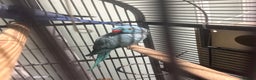 Parrots birds for sale: Breeding pair Indian Ring Neck Parrots - Advert 5