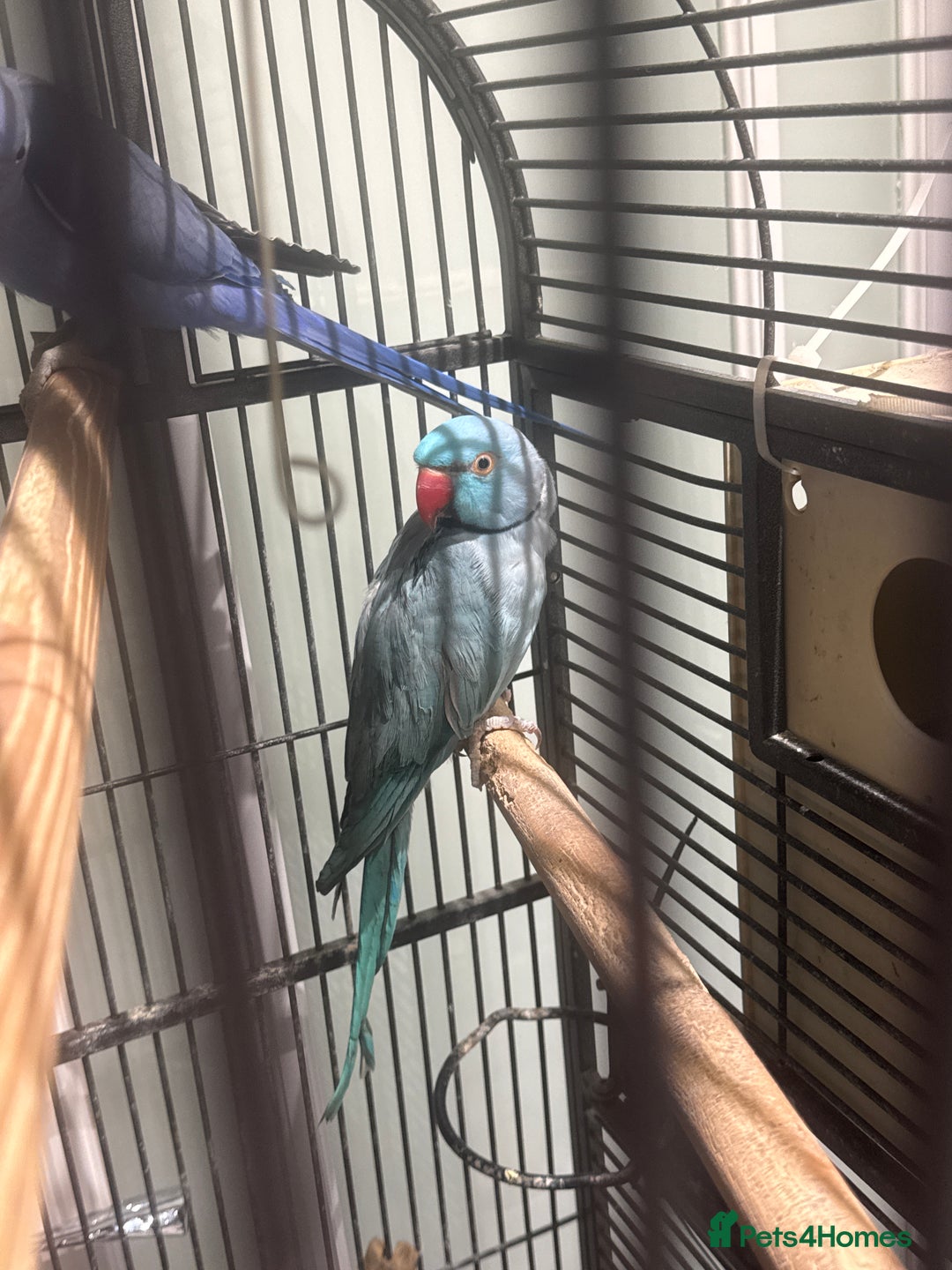 Parrots birds for sale: Breeding pair Indian Ring Neck Parrots - Advert 5