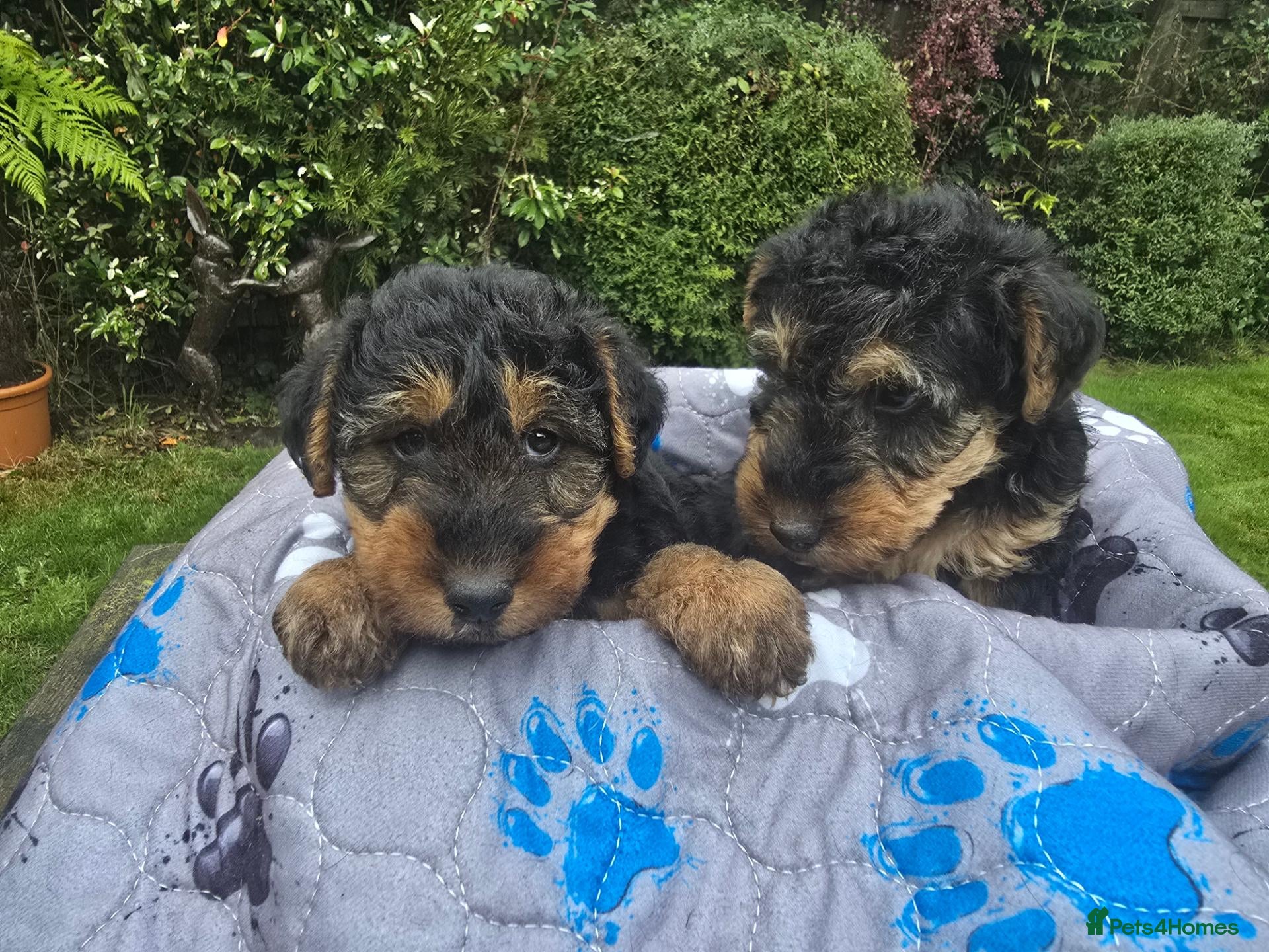 Welsh Terrier dogs Gorgeous welsh terriers puppies  - Advert 1