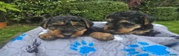 Welsh Terrier dogs for sale: Gorgeous welsh terriers puppies  - Advert 1