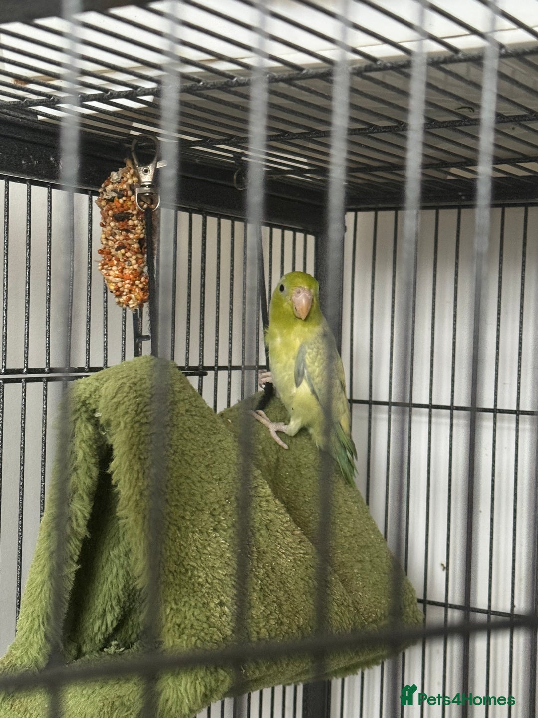Parakeets birds for sale: Brother&sister parrotlets  - Advert 1