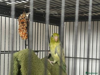 Parakeets birds Brother&sister parrotlets - Advert 1