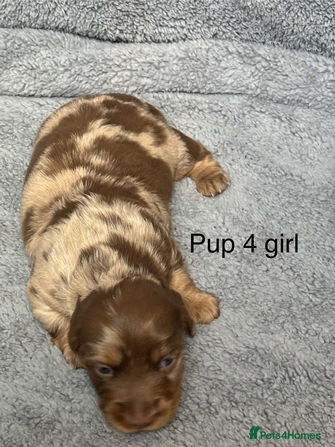 Dachshund dogs for sale: Miniature short haired Dapple dachshund puppies - Image 11