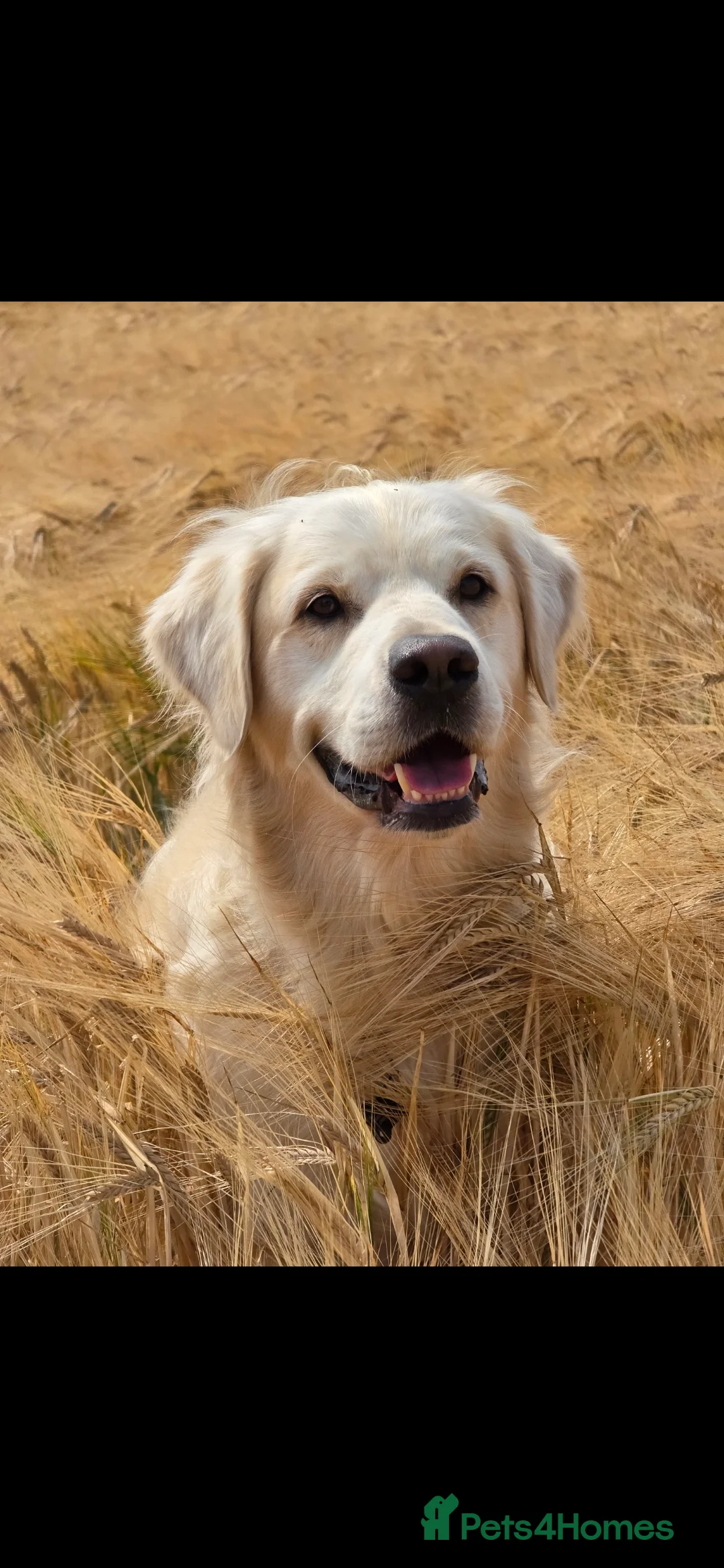 Golden Retriever dogs for stud: Stunning Golden Retriever for Stud - Advert 1