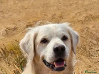 Golden Retriever dogs Stunning Golden Retriever for Stud - Advert 6