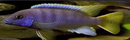 Cichlids fish for sale: Yellow tail Acei cichilds babys - Advert 2