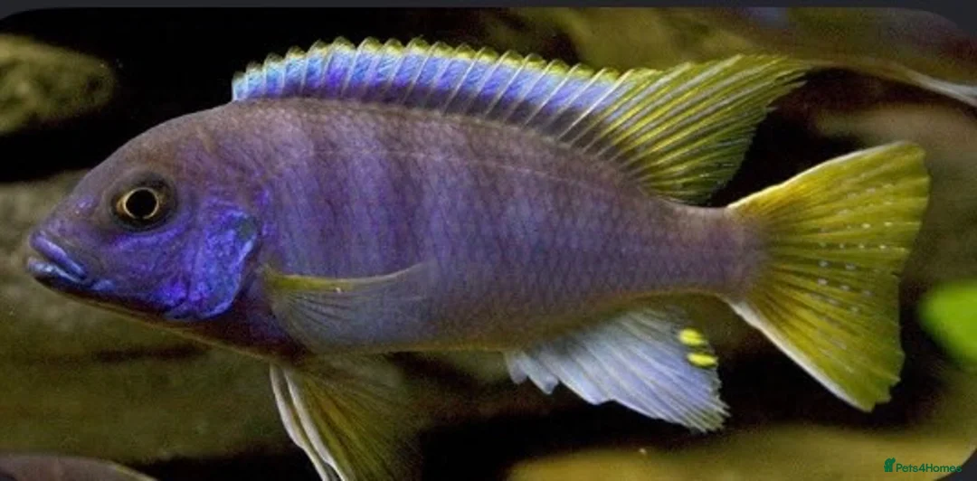 Cichlids fish for sale: Yellow tail Acei cichilds babys - Advert 2