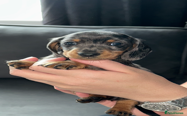 Miniature Dachshund dogs - Advert 1