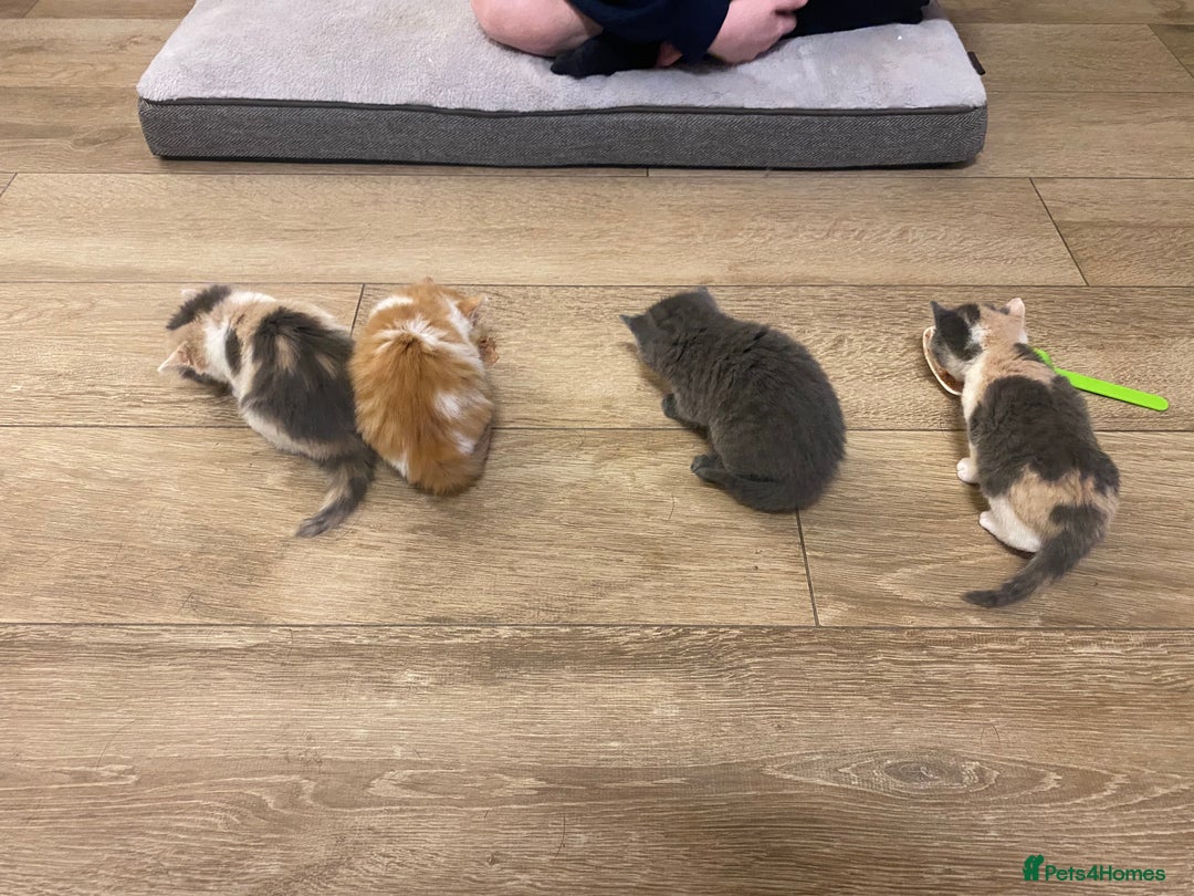 American Shorthair cats for sale: 4 amazingly beautiful kittens - Advert 6