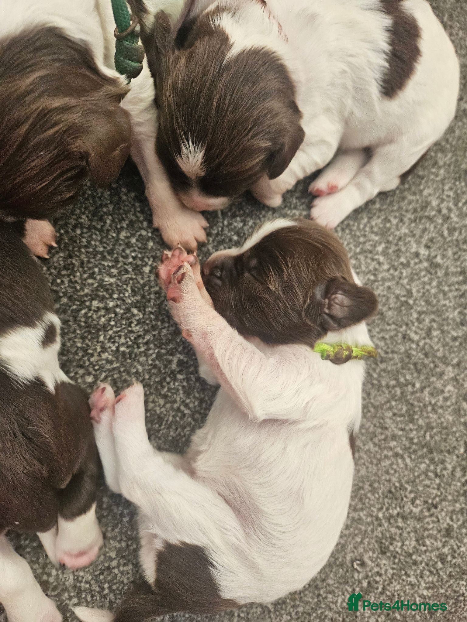 English Springer Spaniel dogs English springer puppies  - Advert 5