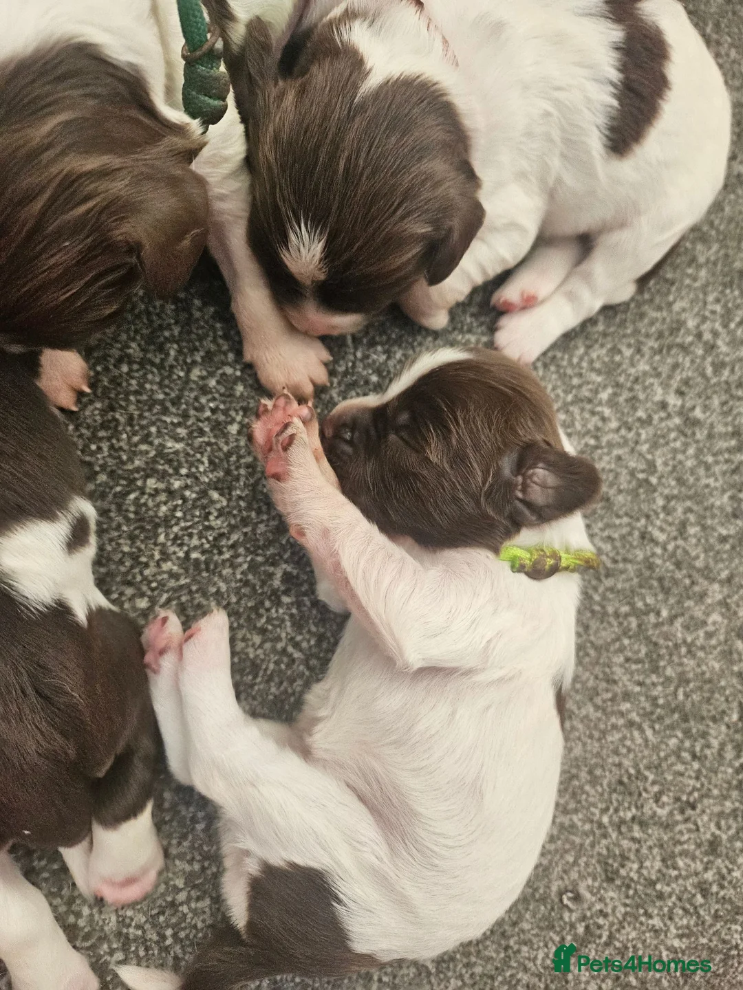 English Springer Spaniel dogs for sale: English springer puppies  - Advert 1