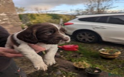 English Springer Spaniel dogs for sale: Springer Spaniel Puppies for sale - Image 9