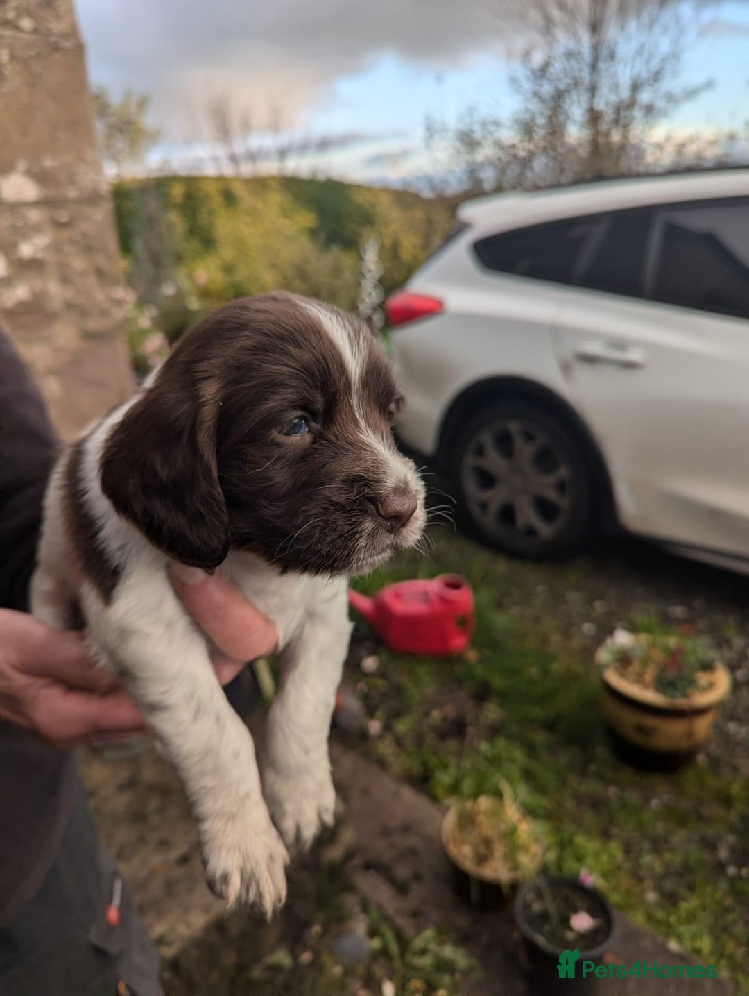 English Springer Spaniel dogs for sale: Springer Spaniel Puppies for sale - Image 9