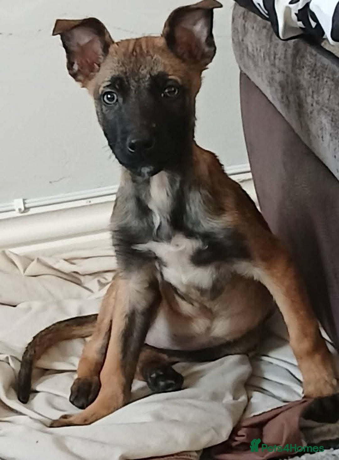 Belgian Shepherd Dog dogs for sale: Belgium Malinois - Image 2