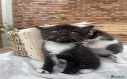 Mixed Breed cats for sale: Fluffy mixed tabby kittens  - Image 18