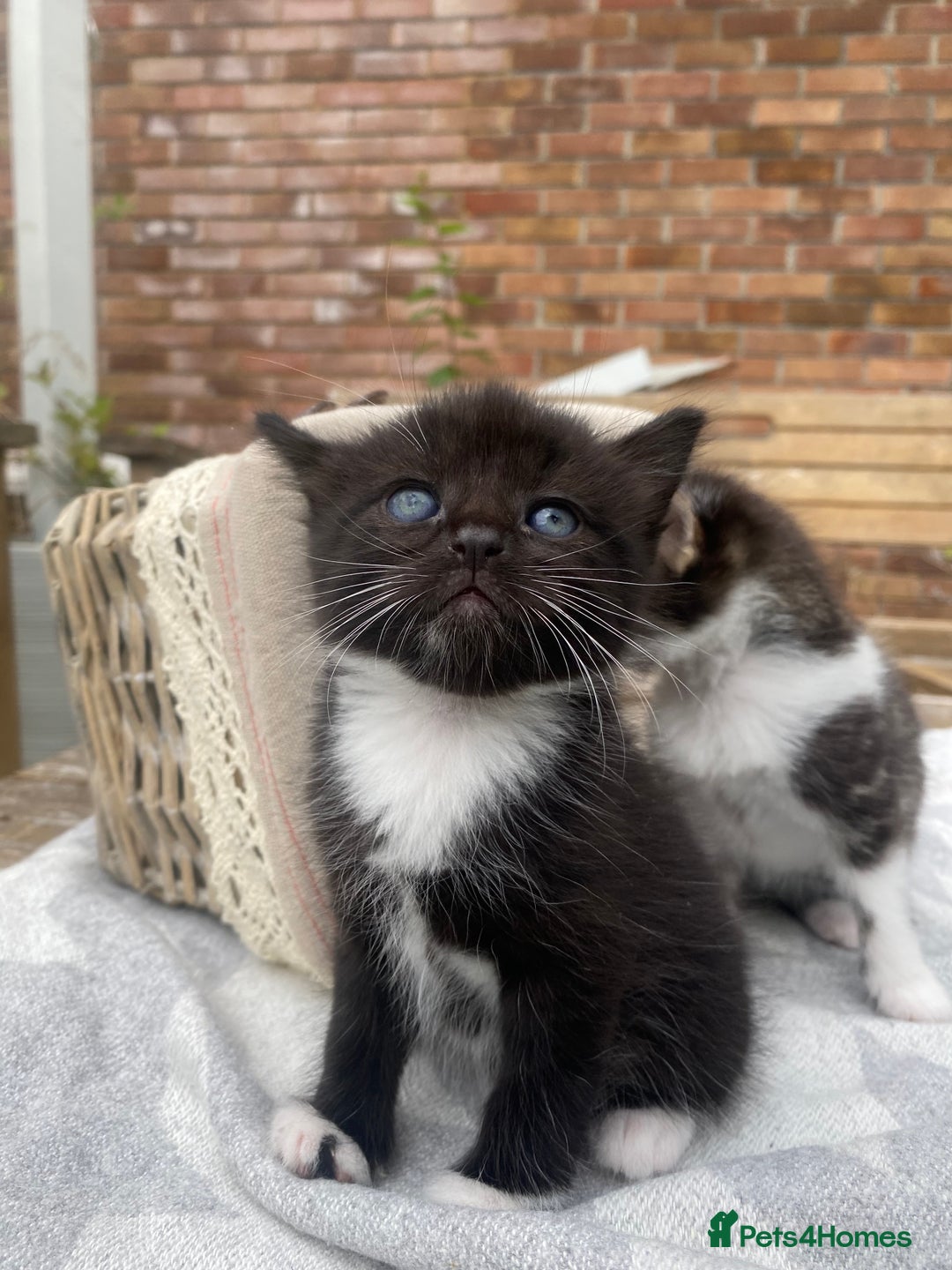 Mixed Breed cats for sale: Fluffy mixed tabby kittens  - Image 18