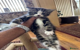 Turkish Angora cats for sale: half turkish angors  - Image 16