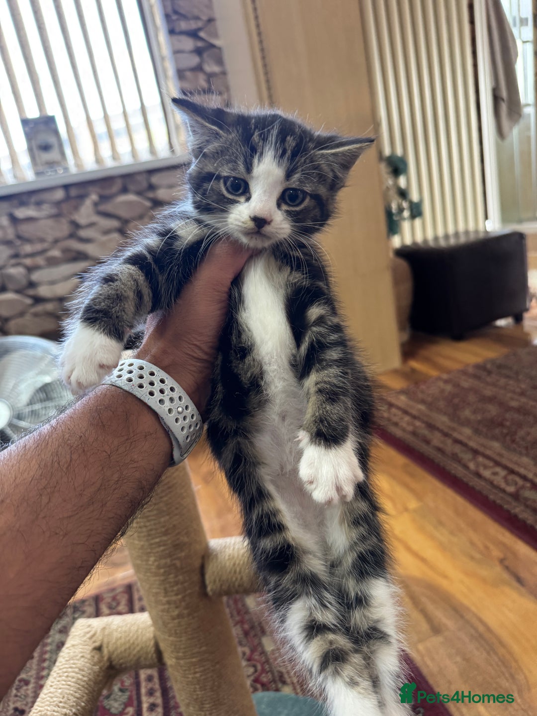Turkish Angora cats for sale: half turkish angors  - Image 16