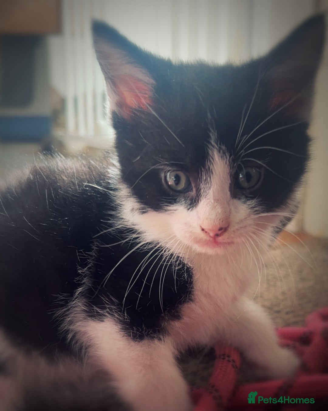 Mixed Breed cats for sale: Beautiful kittens  - Image 3