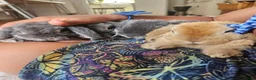 Mini Lop rabbits for sale: Purebred Mini Plush Lops Blues & Orange  - Advert 6