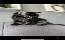 Maine Coon cats for sale: 2 Mainecoon/domestic shorthaired kittens - Image 3