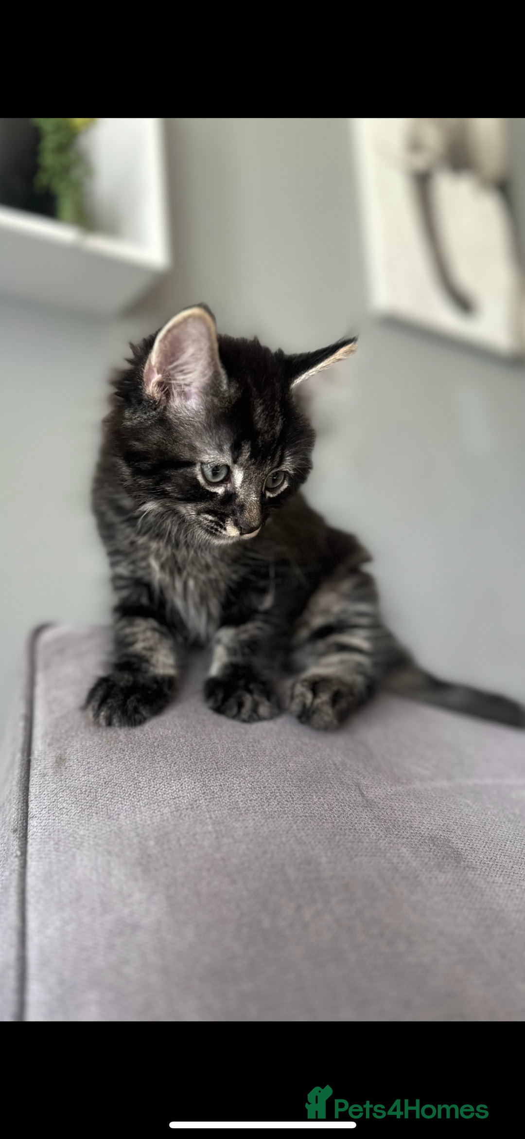 Maine Coon cats for sale: 2 Mainecoon/domestic shorthaired kittens - Image 3