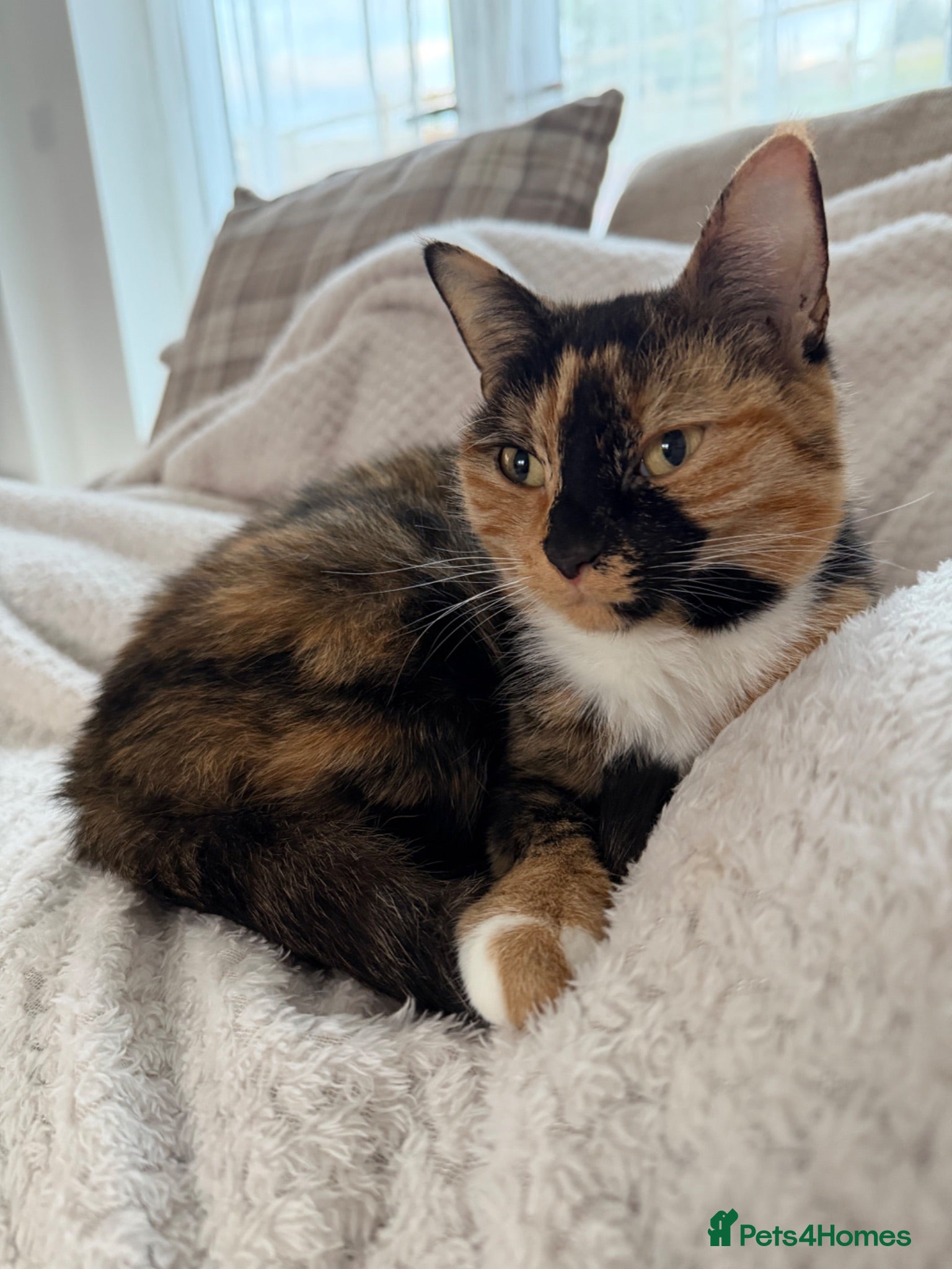 Domestic Shorthair cats Female Tortoise Shell Cat - Advert 1