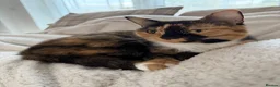 Domestic Shorthair cats for sale: Female Tortoise Shell Cat - Advert 1