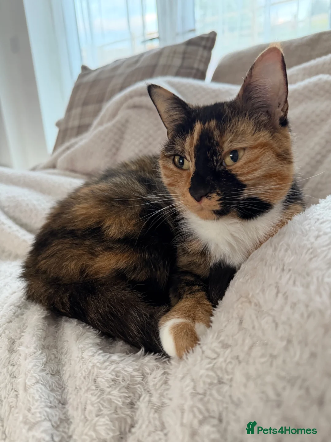 Domestic Shorthair cats for sale: Female Tortoise Shell Cat - Advert 1