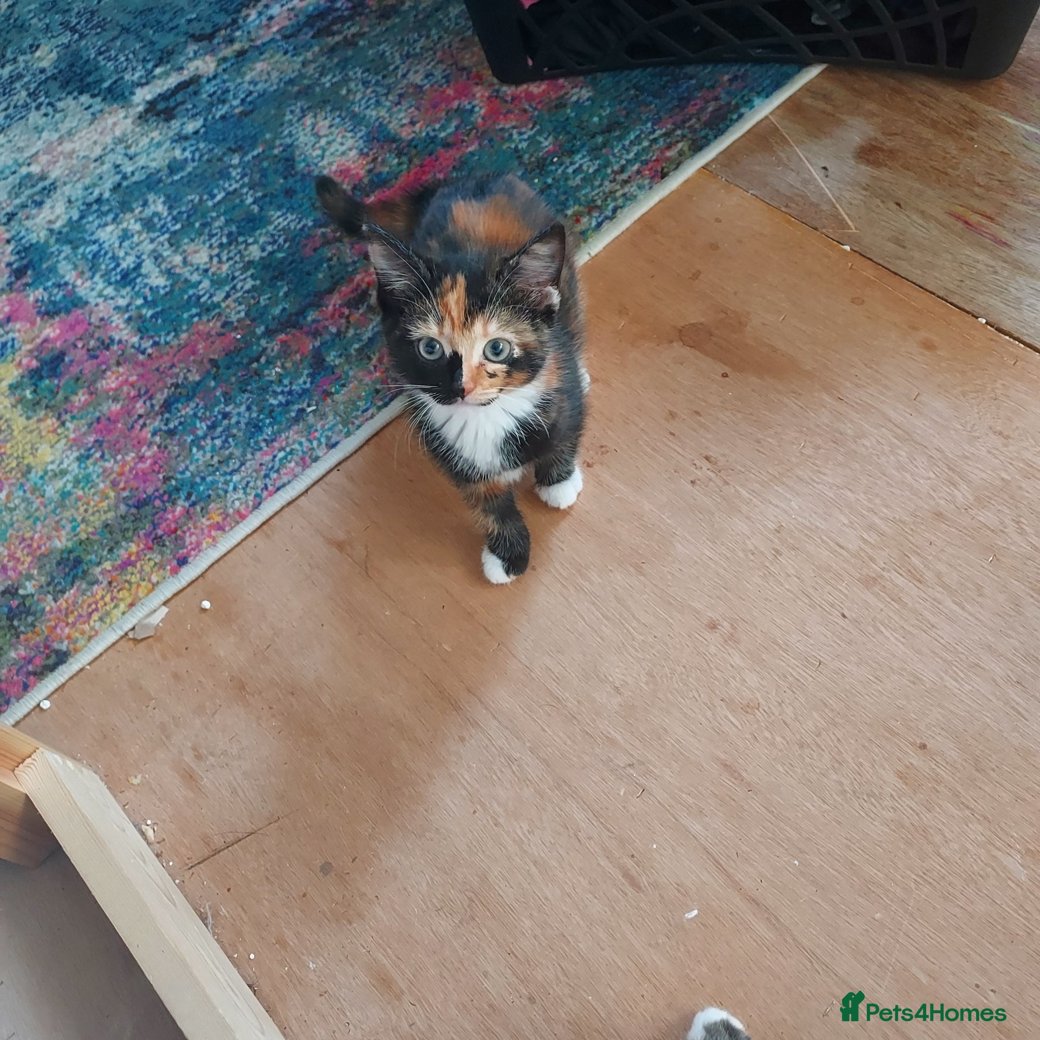 Mixed Breed cats Tortoiseshell mixed colours.  - Advert 9