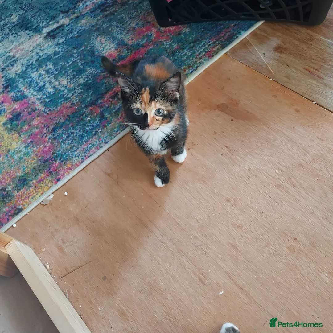 Mixed Breed cats for sale: Kitten beautiful colours =D - Advert 2