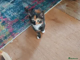 Mixed Breed cats Tortoiseshell mixed colours. - Advert 2