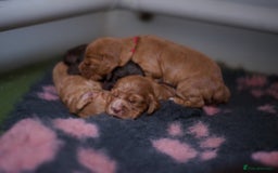 Cocker Spaniel dogs for sale: Adorable Cocker Spaniel puppies - Image 6