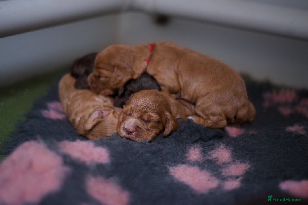 Cocker Spaniel dogs for sale: Adorable Cocker Spaniel puppies - Image 6