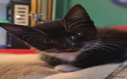 Mixed Breed cats for sale: Kittens for sale. Tuxedo, black and fluffy - Image 2