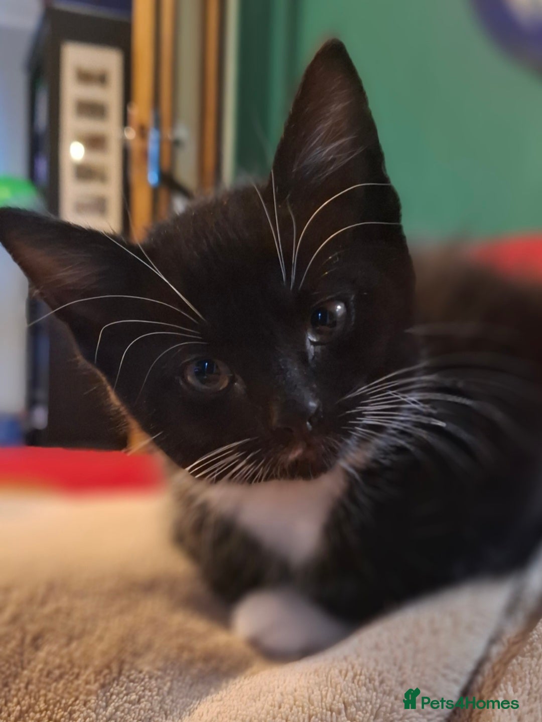 Mixed Breed cats for sale: Kittens for sale. Tuxedo, black and fluffy - Image 2