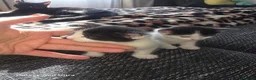 Mixed Breed cats for sale: Beautiful Black & White Kittens Looking for Homes - Advert 16