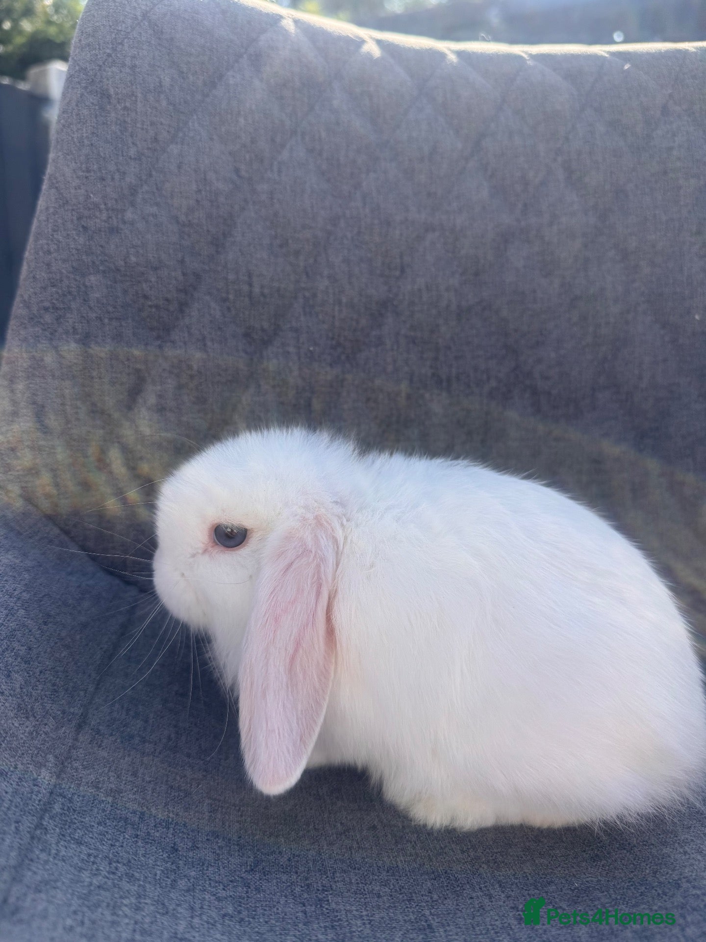 Mini Lop rabbits Pure bred mini lop bunnies  - Advert 1